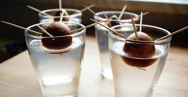 Avocado pits in glasses in water