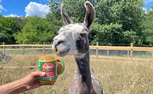 A llama eating peanut butter