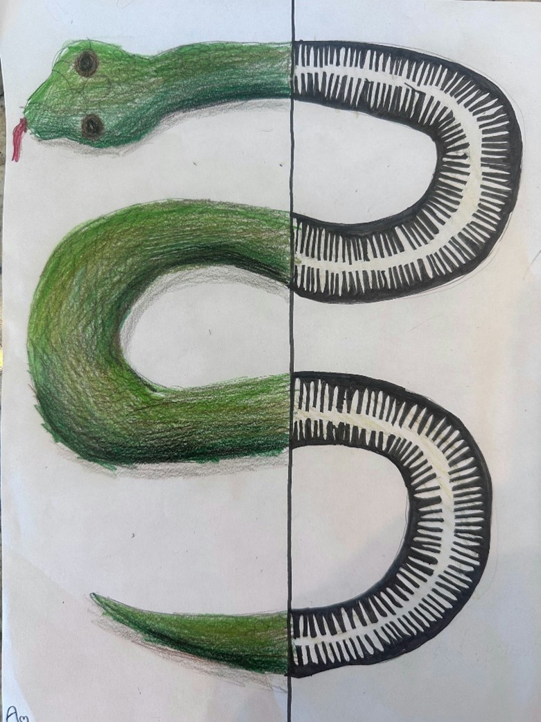 A drawing of a snake by a child, Avery.