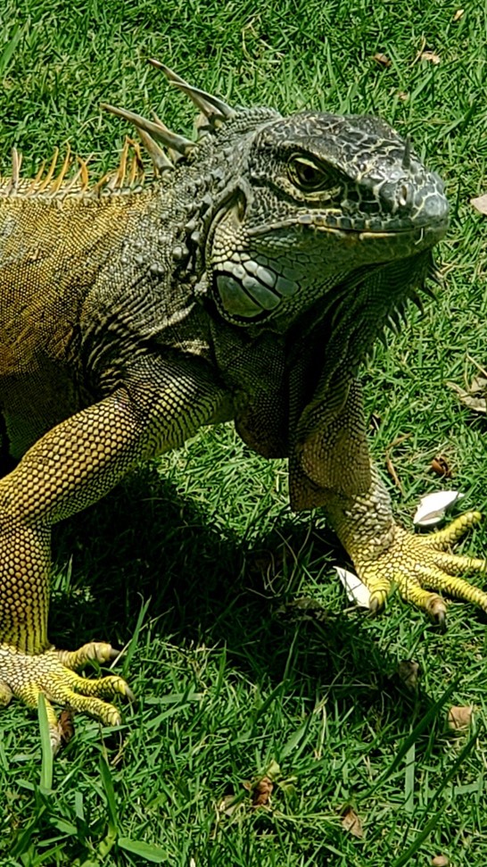 An iguana
