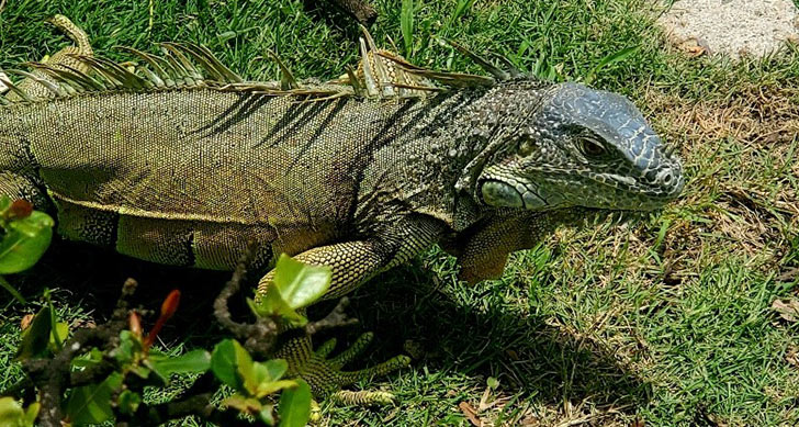 An iguana